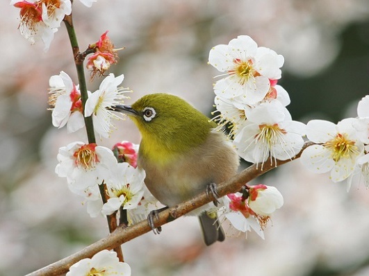北海道で野鳥を呼ぶ 誘鳥木 のご紹介 札幌 エクステリア 外構 六光園