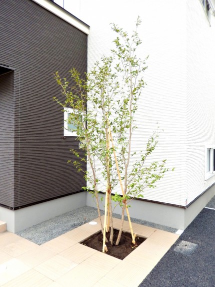 人気の樹木 シンボルツリーのご紹介 札幌 エクステリア 外構 六光園